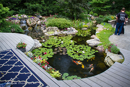 pond-img-3